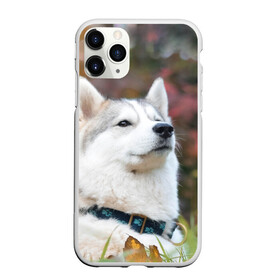 Чехол для iPhone 11 Pro матовый с принтом Хаски в Тюмени, Силикон |  | лайка | маламут | песик | песики | собака | собаки | хаски