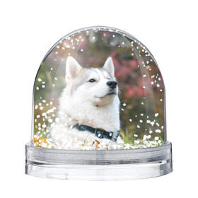 Снежный шар с принтом Хаски в Тюмени, Пластик | Изображение внутри шара печатается на глянцевой фотобумаге с двух сторон | лайка | маламут | песик | песики | собака | собаки | хаски
