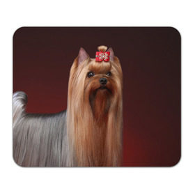 Коврик прямоугольный с принтом Йоркширский терьер в Тюмени, натуральный каучук | размер 230 х 185 мм; запечатка лицевой стороны | Тематика изображения на принте: йоркширский | песик | песики | собака | собаки | терьер