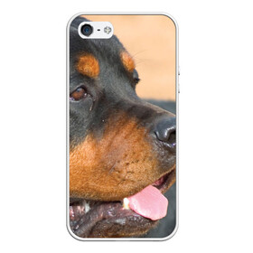 Чехол для iPhone 5/5S матовый с принтом Ротвейлер в Тюмени, Силикон | Область печати: задняя сторона чехла, без боковых панелей | большая | пес | песик | псина | ротвейлер | ротвейлеры | собака | собаки