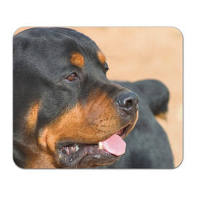 Коврик прямоугольный с принтом Ротвейлер в Тюмени, натуральный каучук | размер 230 х 185 мм; запечатка лицевой стороны | Тематика изображения на принте: большая | пес | песик | псина | ротвейлер | ротвейлеры | собака | собаки