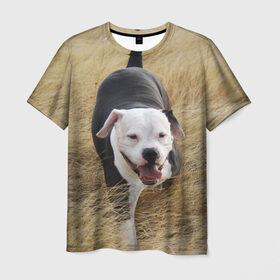 Мужская футболка 3D с принтом Пит-буль на траве в Тюмени, 100% полиэфир | прямой крой, круглый вырез горловины, длина до линии бедер | Тематика изображения на принте: амстафф | буль | пес | песик | питбули | питбуль | собака | собаки | стафф | терьер