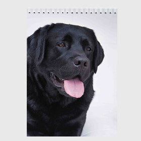 Скетчбук с принтом Черный лабрадор в Тюмени, 100% бумага
 | 48 листов, плотность листов — 100 г/м2, плотность картонной обложки — 250 г/м2. Листы скреплены сверху удобной пружинной спиралью | большая | золотистый | лабрадор | лабрадоры | палевый | песик | ретривер | собака | собаки