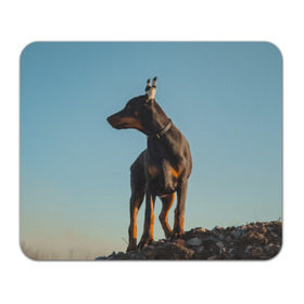 Коврик прямоугольный с принтом Доберман в Тюмени, натуральный каучук | размер 230 х 185 мм; запечатка лицевой стороны | доберман | доберманы | пес | песик | псы | собака | собаки