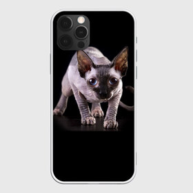 Чехол для iPhone 12 Pro Max с принтом Сфинкс в Тюмени, Силикон |  | взгляд | глаза | голова животного | киска | кот | котёнок | кошка | прикольные картинки
