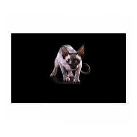 Бумага для упаковки 3D с принтом Сфинкс в Тюмени, пластик и полированная сталь | круглая форма, металлическое крепление в виде кольца | взгляд | глаза | голова животного | киска | кот | котёнок | кошка | прикольные картинки