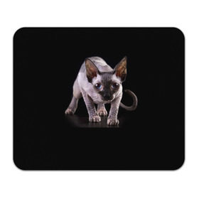 Коврик прямоугольный с принтом Сфинкс в Тюмени, натуральный каучук | размер 230 х 185 мм; запечатка лицевой стороны | Тематика изображения на принте: взгляд | глаза | голова животного | киска | кот | котёнок | кошка | прикольные картинки