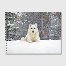 Альбом для рисования с принтом Snow в Тюмени, 100% бумага
 | матовая бумага, плотность 200 мг. | белый | зима | снег