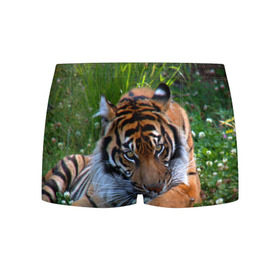 Мужские трусы 3D с принтом Скромный тигр в Тюмени, 50% хлопок, 50% полиэстер | классическая посадка, на поясе мягкая тканевая резинка | дикие | лев | милые | новинки | орел | популярные | прикольные | природа | птицы | тигр | яркие
