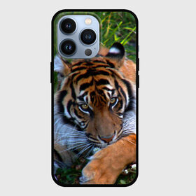 Чехол для iPhone 13 Pro с принтом Скромный тигр в Тюмени,  |  | Тематика изображения на принте: дикие | лев | милые | новинки | орел | популярные | прикольные | природа | птицы | тигр | яркие