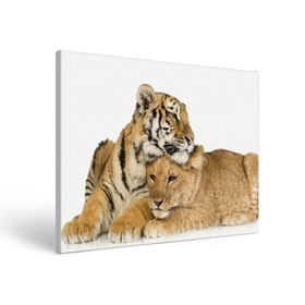 Холст прямоугольный с принтом Тигр и львица в Тюмени, 100% ПВХ |  | Тематика изображения на принте: дикие | милые | природа | тигр | яркие