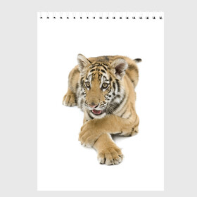 Скетчбук с принтом Ласковый тигренок в Тюмени, 100% бумага
 | 48 листов, плотность листов — 100 г/м2, плотность картонной обложки — 250 г/м2. Листы скреплены сверху удобной пружинной спиралью | дикие | милые | природа | тигр | яркие