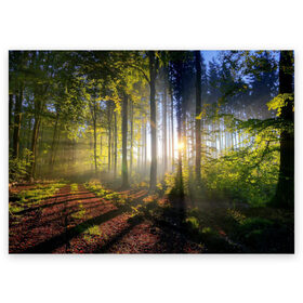 Поздравительная открытка с принтом Утро в лесу в Тюмени, 100% бумага | плотность бумаги 280 г/м2, матовая, на обратной стороне линовка и место для марки
 | Тематика изображения на принте: bright | fog | forest | morning | sun | tree | trees | дерево | деревья | лес | солнце | туман | утро | яркое