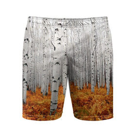 Мужские шорты 3D спортивные с принтом Березовая роща в Тюмени,  |  | Тематика изображения на принте: birch | birch grove | ferns | forest | trees | березовая | березы | деревья | лес | папоротник | роща