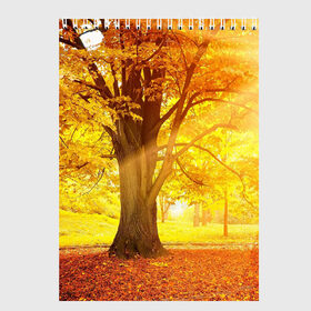 Скетчбук с принтом Осень в Тюмени, 100% бумага
 | 48 листов, плотность листов — 100 г/м2, плотность картонной обложки — 250 г/м2. Листы скреплены сверху удобной пружинной спиралью | autumn | bright | colors | forest | paint | trees | деревья | краски | лес | осень | цвета | яркие
