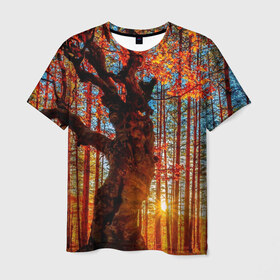 Мужская футболка 3D с принтом Осень в Тюмени, 100% полиэфир | прямой крой, круглый вырез горловины, длина до линии бедер | autumn | bright | colors | forest | trees | деревья | краски | лес | лучи | осень | солнце | цвета | яркие