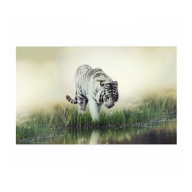 Бумага для упаковки 3D с принтом Белый тигр в Тюмени, пластик и полированная сталь | круглая форма, металлическое крепление в виде кольца | дикая кошка | природа | тигр | хищник