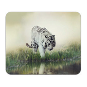 Коврик прямоугольный с принтом Белый тигр в Тюмени, натуральный каучук | размер 230 х 185 мм; запечатка лицевой стороны | дикая кошка | природа | тигр | хищник
