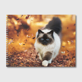 Альбом для рисования с принтом Котик в листьях в Тюмени, 100% бумага
 | матовая бумага, плотность 200 мг. | Тематика изображения на принте: грация | кот | котик | кошка | листья | осень