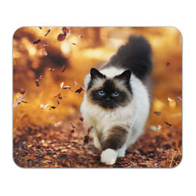 Коврик прямоугольный с принтом Котик в листьях в Тюмени, натуральный каучук | размер 230 х 185 мм; запечатка лицевой стороны | грация | кот | котик | кошка | листья | осень