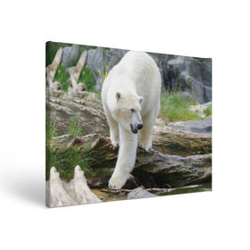 Холст прямоугольный с принтом Белый медведь в Тюмени, 100% ПВХ |  | арктика