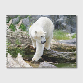 Альбом для рисования с принтом Белый медведь в Тюмени, 100% бумага
 | матовая бумага, плотность 200 мг. | арктика