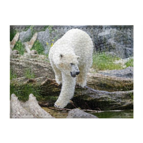 Обложка для студенческого билета с принтом Белый медведь в Тюмени, натуральная кожа | Размер: 11*8 см; Печать на всей внешней стороне | Тематика изображения на принте: арктика
