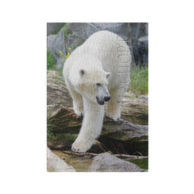 Обложка для паспорта матовая кожа с принтом Белый медведь в Тюмени, натуральная матовая кожа | размер 19,3 х 13,7 см; прозрачные пластиковые крепления | арктика