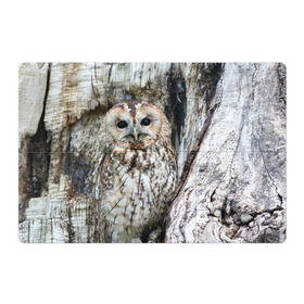 Магнитный плакат 3Х2 с принтом Маскировка в Тюмени, Полимерный материал с магнитным слоем | 6 деталей размером 9*9 см | взгляд | глаза | дерево | лес | птица | сова | сосна | текстура | филин