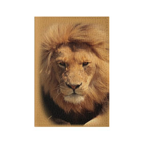 Обложка для паспорта матовая кожа с принтом Лев в Тюмени, натуральная матовая кожа | размер 19,3 х 13,7 см; прозрачные пластиковые крепления | животные | кошка | лев | тигр | хищник
