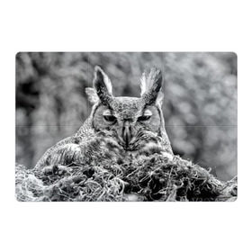 Магнитный плакат 3Х2 с принтом Филин в Тюмени, Полимерный материал с магнитным слоем | 6 деталей размером 9*9 см | bird | nest | night | nocturnal | owl | predator | гнездо | ночной | птица | сова | филин | хищник
