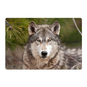 Магнитный плакат 3Х2 с принтом Волк в Тюмени, Полимерный материал с магнитным слоем | 6 деталей размером 9*9 см | animal | eyes | forest | predator | wild | wolf | взгляд | волк | дикий | животное | зверь | лес | хищник