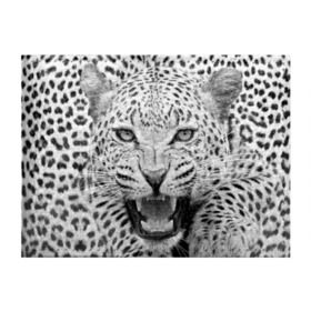 Обложка для студенческого билета с принтом Леопард в Тюмени, натуральная кожа | Размер: 11*8 см; Печать на всей внешней стороне | Тематика изображения на принте: animal | eyes | jaws | leopard | malicious | predator | spotted | teeth | wild | взгляд | дикий | животное | злой | клыки | леопард | оскал | пасть | пятнистый | хищник