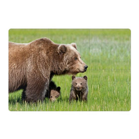 Магнитный плакат 3Х2 с принтом Медведи в Тюмени, Полимерный материал с магнитным слоем | 6 деталей размером 9*9 см | animals | bears | children | family | green | meadow | mother | predators | дети | животные | зеленая | мама | медведи | поляна | семья | хищники