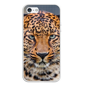 Чехол для iPhone 5/5S матовый с принтом Леопард в Тюмени, Силикон | Область печати: задняя сторона чехла, без боковых панелей | animal | leopard | look | predator | spotted | wild | взгляд | дикий | животное | леопард | пятнистый | хищник