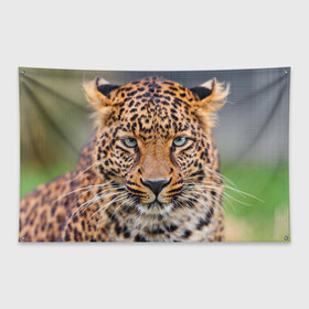Флаг-баннер с принтом Леопард в Тюмени, 100% полиэстер | размер 67 х 109 см, плотность ткани — 95 г/м2; по краям флага есть четыре люверса для крепления | animal | leopard | look | predator | spotted | wild | взгляд | дикий | животное | леопард | пятнистый | хищник