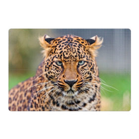 Магнитный плакат 3Х2 с принтом Леопард в Тюмени, Полимерный материал с магнитным слоем | 6 деталей размером 9*9 см | animal | leopard | look | predator | spotted | wild | взгляд | дикий | животное | леопард | пятнистый | хищник