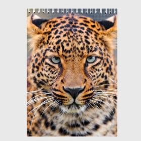 Скетчбук с принтом Леопард в Тюмени, 100% бумага
 | 48 листов, плотность листов — 100 г/м2, плотность картонной обложки — 250 г/м2. Листы скреплены сверху удобной пружинной спиралью | animal | leopard | look | predator | spotted | wild | взгляд | дикий | животное | леопард | пятнистый | хищник