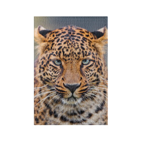 Обложка для паспорта матовая кожа с принтом Леопард в Тюмени, натуральная матовая кожа | размер 19,3 х 13,7 см; прозрачные пластиковые крепления | animal | leopard | look | predator | spotted | wild | взгляд | дикий | животное | леопард | пятнистый | хищник