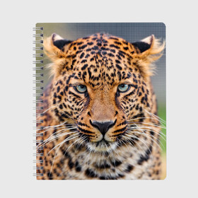 Тетрадь с принтом Леопард в Тюмени, 100% бумага | 48 листов, плотность листов — 60 г/м2, плотность картонной обложки — 250 г/м2. Листы скреплены сбоку удобной пружинной спиралью. Уголки страниц и обложки скругленные. Цвет линий — светло-серый
 | animal | leopard | look | predator | spotted | wild | взгляд | дикий | животное | леопард | пятнистый | хищник
