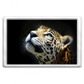 Магнит 45*70 с принтом Леопард в Тюмени, Пластик | Размер: 78*52 мм; Размер печати: 70*45 | 