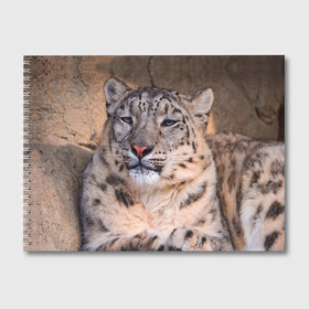 Альбом для рисования с принтом Леопард в Тюмени, 100% бумага
 | матовая бумага, плотность 200 мг. | animal | leopard | look | predator | spotted | wild | взгляд | дикий | животное | леопард | пятнистый | хищник