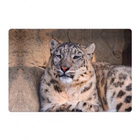 Магнитный плакат 3Х2 с принтом Леопард в Тюмени, Полимерный материал с магнитным слоем | 6 деталей размером 9*9 см | animal | leopard | look | predator | spotted | wild | взгляд | дикий | животное | леопард | пятнистый | хищник