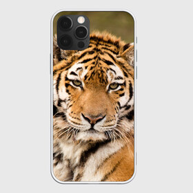 Чехол для iPhone 12 Pro Max с принтом Тигр в Тюмени, Силикон |  | animal | predator | striped | tiger | view | wild | взгляд | дикий | животное | полосатый | тигр | хищник