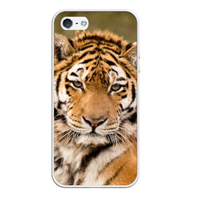 Чехол для iPhone 5/5S матовый с принтом Тигр в Тюмени, Силикон | Область печати: задняя сторона чехла, без боковых панелей | animal | predator | striped | tiger | view | wild | взгляд | дикий | животное | полосатый | тигр | хищник