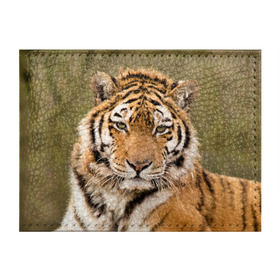 Обложка для студенческого билета с принтом Тигр в Тюмени, натуральная кожа | Размер: 11*8 см; Печать на всей внешней стороне | animal | predator | striped | tiger | view | wild | взгляд | дикий | животное | полосатый | тигр | хищник