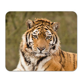 Коврик для мышки прямоугольный с принтом Тигр в Тюмени, натуральный каучук | размер 230 х 185 мм; запечатка лицевой стороны | animal | predator | striped | tiger | view | wild | взгляд | дикий | животное | полосатый | тигр | хищник