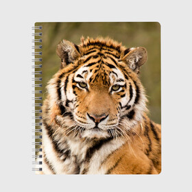 Тетрадь с принтом Тигр в Тюмени, 100% бумага | 48 листов, плотность листов — 60 г/м2, плотность картонной обложки — 250 г/м2. Листы скреплены сбоку удобной пружинной спиралью. Уголки страниц и обложки скругленные. Цвет линий — светло-серый
 | Тематика изображения на принте: animal | predator | striped | tiger | view | wild | взгляд | дикий | животное | полосатый | тигр | хищник