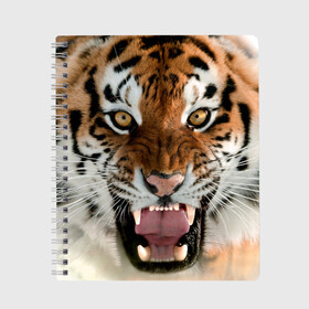 Тетрадь с принтом Тигр в Тюмени, 100% бумага | 48 листов, плотность листов — 60 г/м2, плотность картонной обложки — 250 г/м2. Листы скреплены сбоку удобной пружинной спиралью. Уголки страниц и обложки скругленные. Цвет линий — светло-серый
 | Тематика изображения на принте: animal | predator | striped | tiger | view | wild | взгляд | дикий | животное | полосатый | тигр | хищник