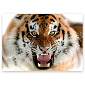 Поздравительная открытка с принтом Тигр в Тюмени, 100% бумага | плотность бумаги 280 г/м2, матовая, на обратной стороне линовка и место для марки
 | Тематика изображения на принте: animal | predator | striped | tiger | view | wild | взгляд | дикий | животное | полосатый | тигр | хищник